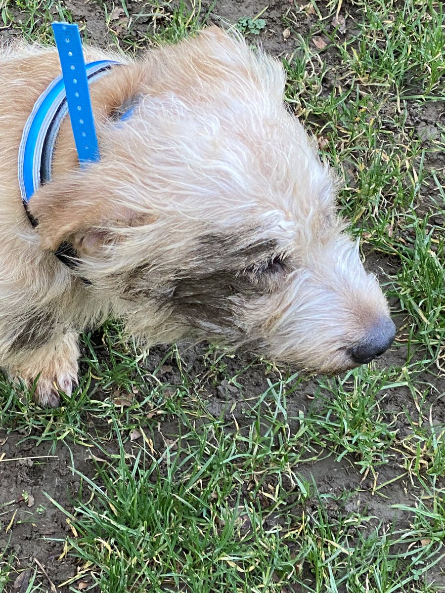 dublingrowndog's tweet photo. Guys!!!!!! Big adventure today. #nishi took me along to #killineyhillpark in #southdublin and it was amazing. So many doggos, so many sniffs, so much mud. I loved it. #justrustythings #glenofimaal #donegalborndublingrown #dog https://t.co/ApsyXkVPWu