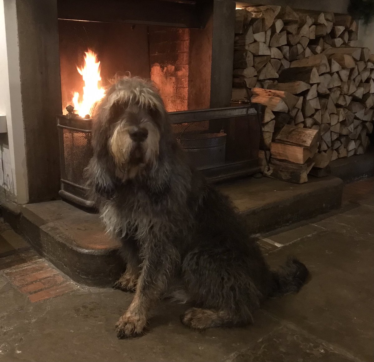 nbunkerauthor's tweet image. Mercury the  #otterhound knows the @LandmarkTrust Ancient House well - he’s stayed there twice…(here he is somewhere else)