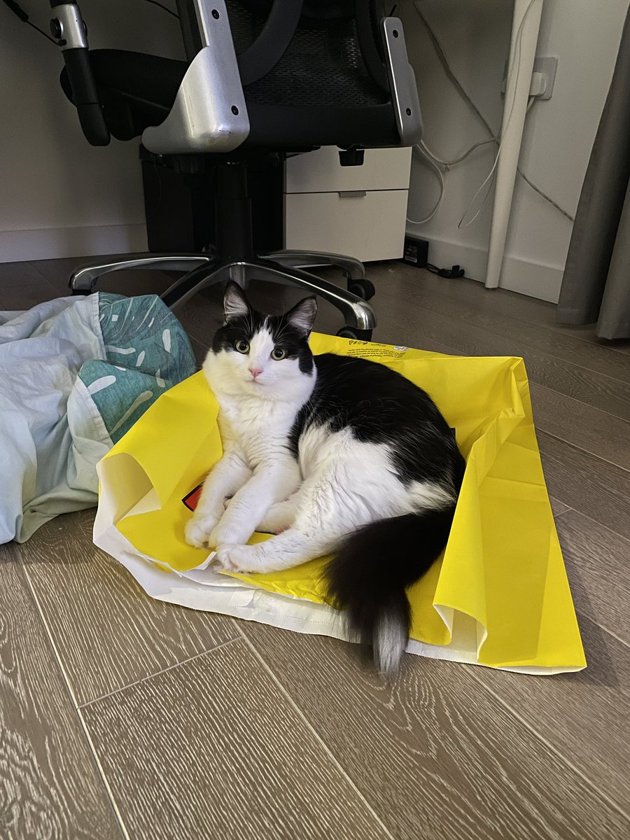 #kittytime #P4A2023