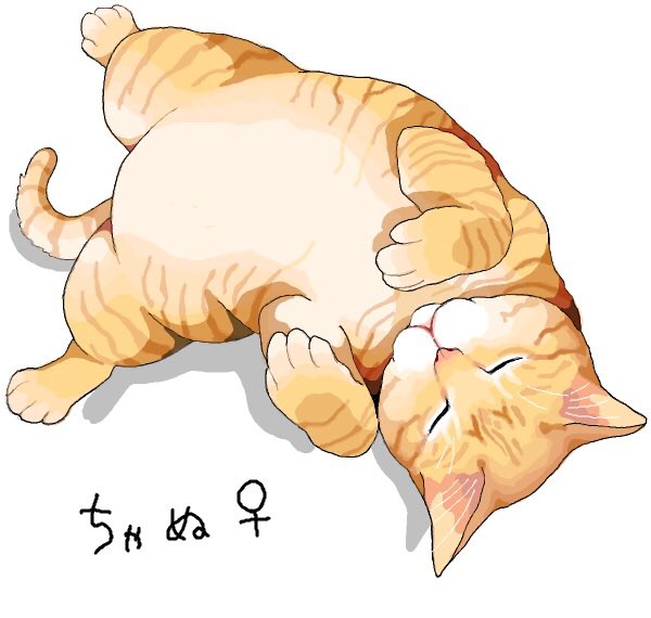 no humans cat animal focus white background open mouth yawning closed eyes  illustration images