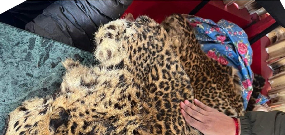 1/2 The other issue around this is that #IllegalWildlifeTrade is cruel, it doesn't matter what form of #wildlife, a #pangolin, a #leopard or whatever.  This leopard skin, seized in Kathmandu last Dec, most likely the result of a snare or poison.  The sheer volume of (continued)