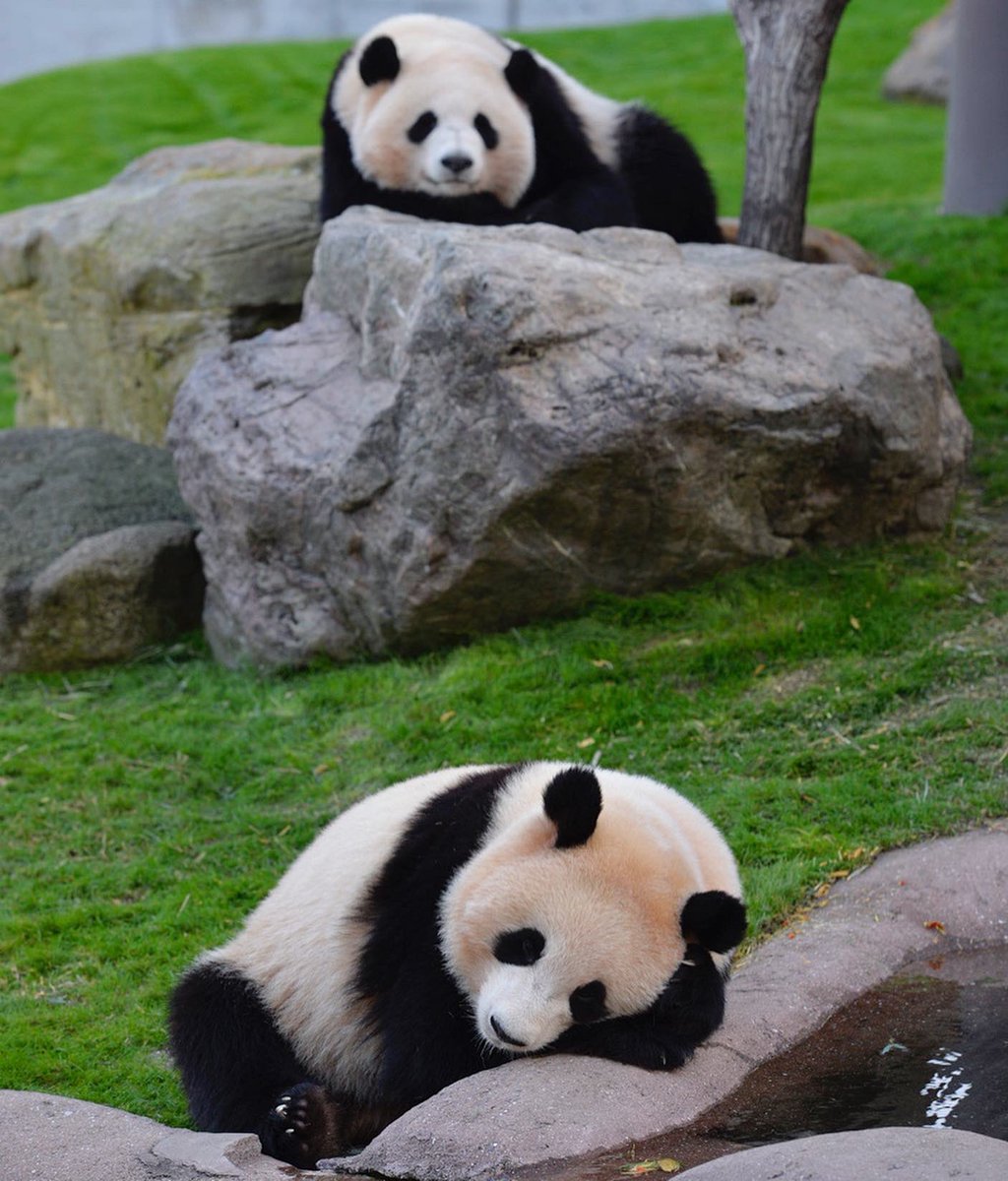HELLOPANDA2017's tweet photo. Thanks, Love,
Origin of HELLO PANDA
#pandamental https://t.co/TZMYbdCMyp