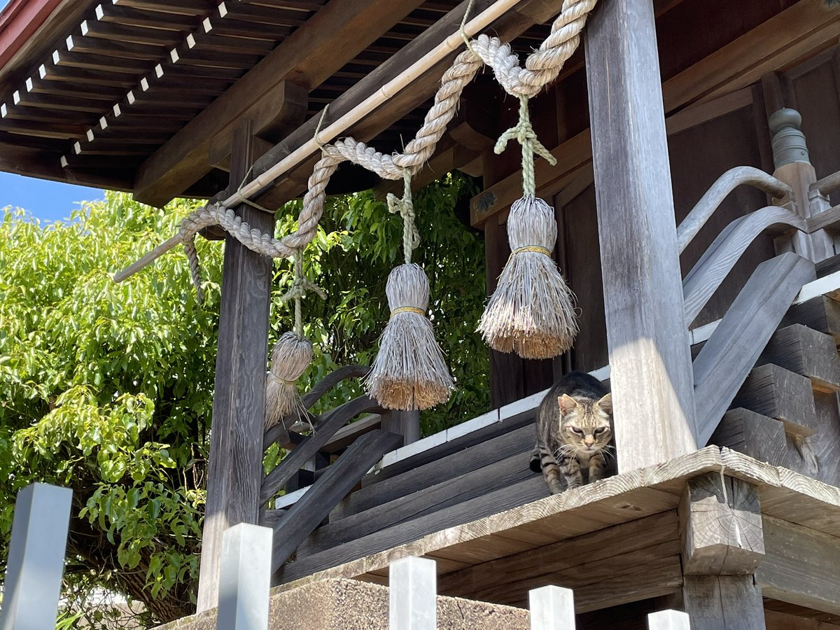 nabe2nabe's tweet photo. 神社の守り神（猫）がいた。

#���待ビンゴ #石造物マップ

https://t.co/xisfOPrcao https://t.co/48OfZkRZyu