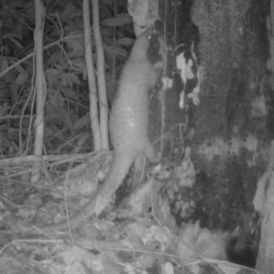 Finding the elusive pangolin 🔎

Our conservationists surveying forests of El Nido in the Philippines have recorded the world’s only scaly mammal, so elusive it is rarely spotted on camera, scurrying through foliage in search of a midnight snack of termites. #WorldPangolinDay