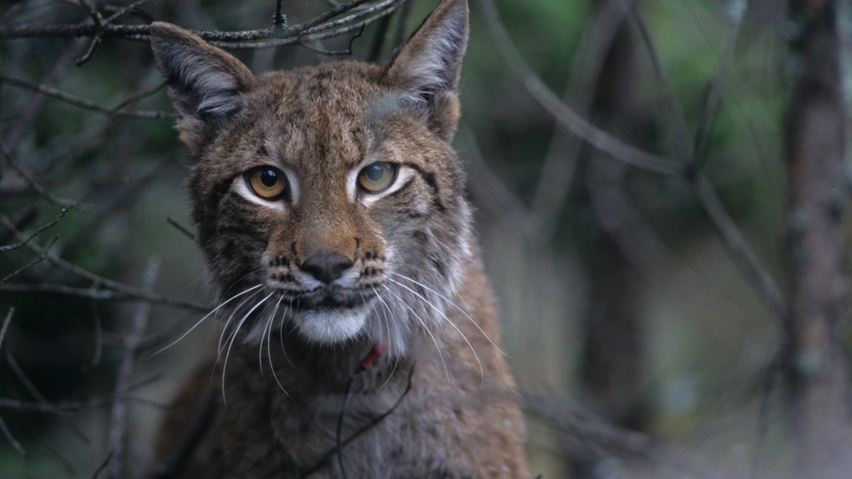 Arie_Trouwborst's tweet image. We are looking for an Associate Professor of Nature Conservation Law to join our team at @TilburgLaw School!
If you are well versed in EU law regarding the conservation, restoration &amp;amp; sustainable use of nature, check out the vacancy:
academictransfer.com/en/323834/asso…
(📷 Henrik Andren)