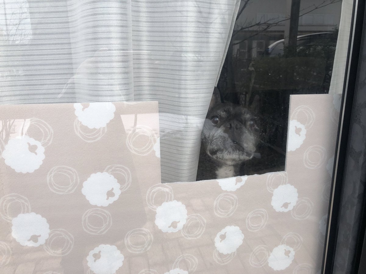 Misya28's tweet image. 防寒対策で窓に貼り付けたシートを
イチローが外を見れる様にカット✂︎してみたꉂꉂ(๑˃▿︎˂๑)ｧ,､'`