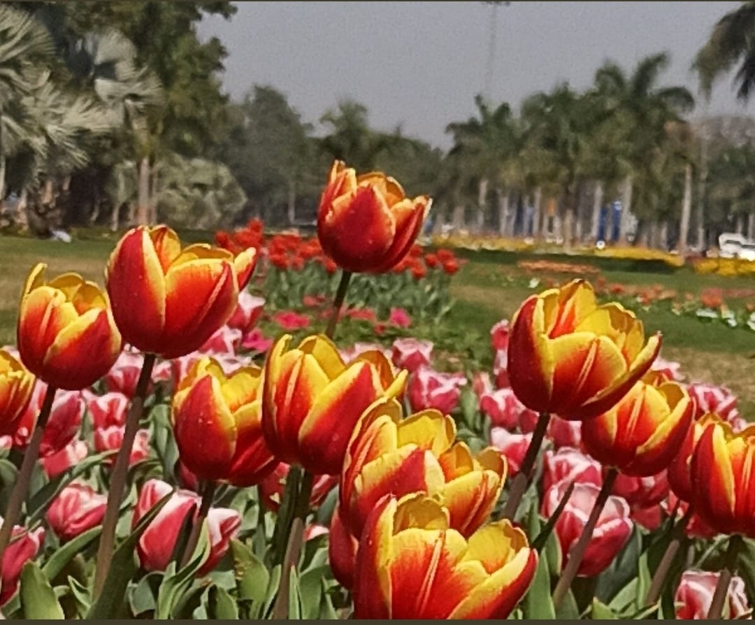 New Delhi Municipal Council Official (@tweetndmc) on Twitter photo Picture of the day by <a href="/VinodDabas18/">Vinod Dabas Journalist</a>
Blooming Tulip!
#NDMCTulipFestival
#G20Summit #G20India #G20
#SmartCity Picture of the day by <a href="/VinodDabas18/">Vinod Dabas Journalist</a>
Blooming Tulip!
#NDMCTulipFestival
#G20Summit #G20India #G20
#SmartCity