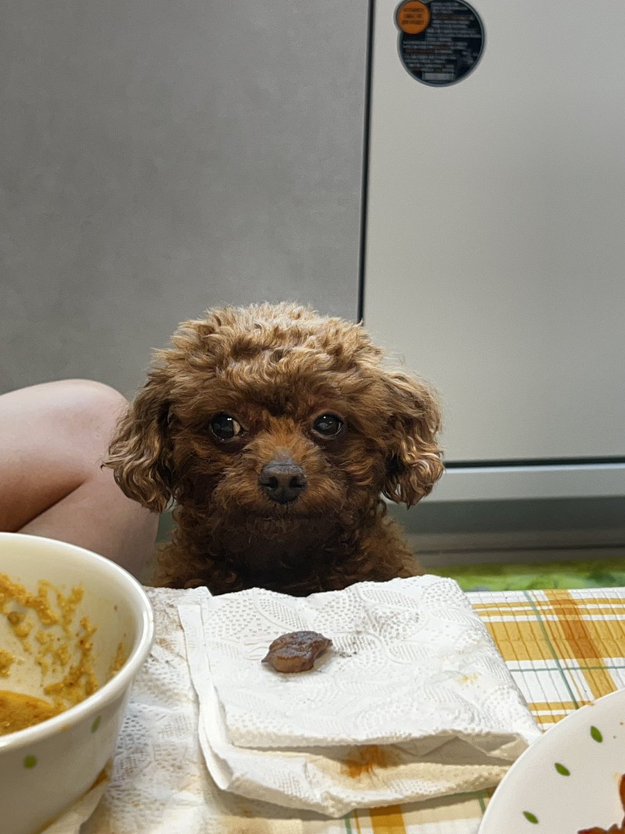 Ming9_bb's tweet photo. 울멈머 고기먹고 해피 https://t.co/5rRny7alvy