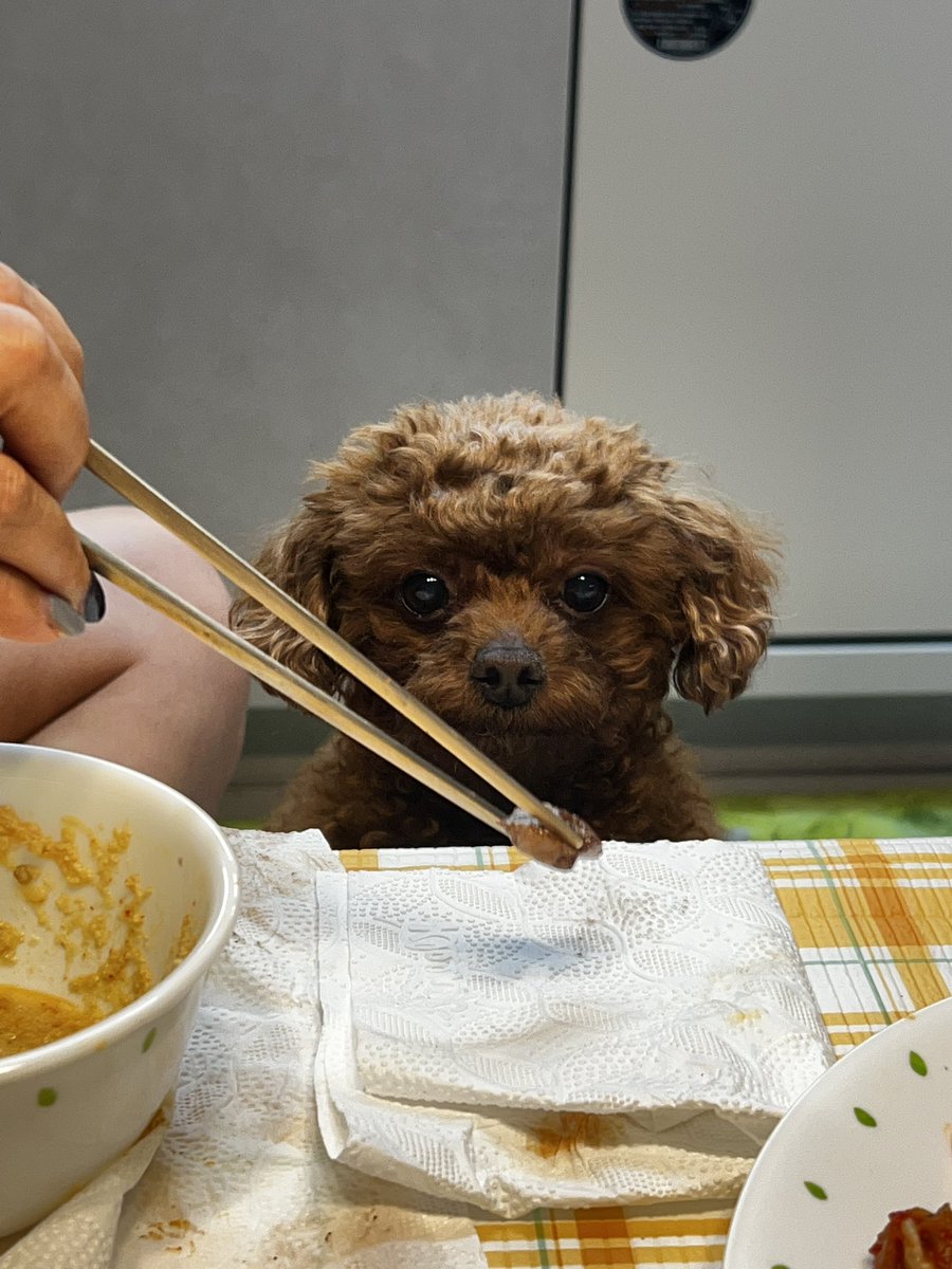 Ming9_bb's tweet photo. 울멈머 고기먹고 해피 https://t.co/5rRny7alvy