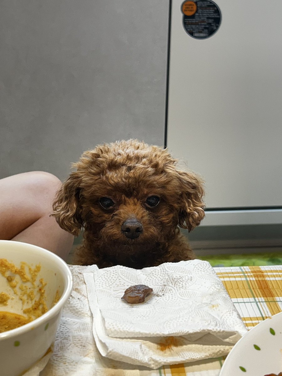 Ming9_bb's tweet photo. 울멈머 고기먹고 해피 https://t.co/5rRny7alvy