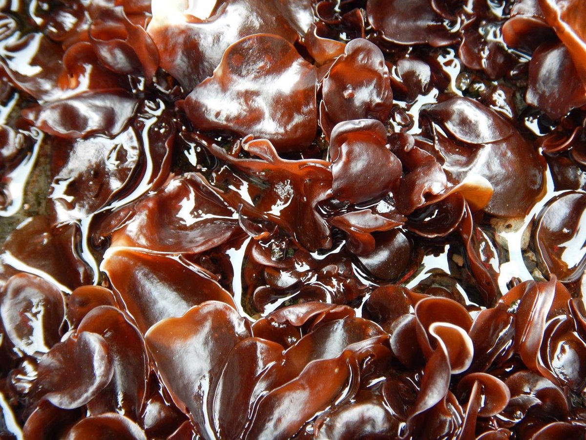 AlgaLab's tweet photo. Macroalgas antárticas 😍 🇦🇶🐧.
Hoy les presentamos el alga roja "Iridaea cordata".
Esta alga puede crecer hasta los 50 cm y crece en la zona intermareal baja. 
Foto1📸: Alga en intermareal; Foto2📸: Iridaea pequeña👶, creciendo sobre sustrato rocoso. 
#Algas #AlgasAntarcticas https://t.co/8sAkP0TlDK