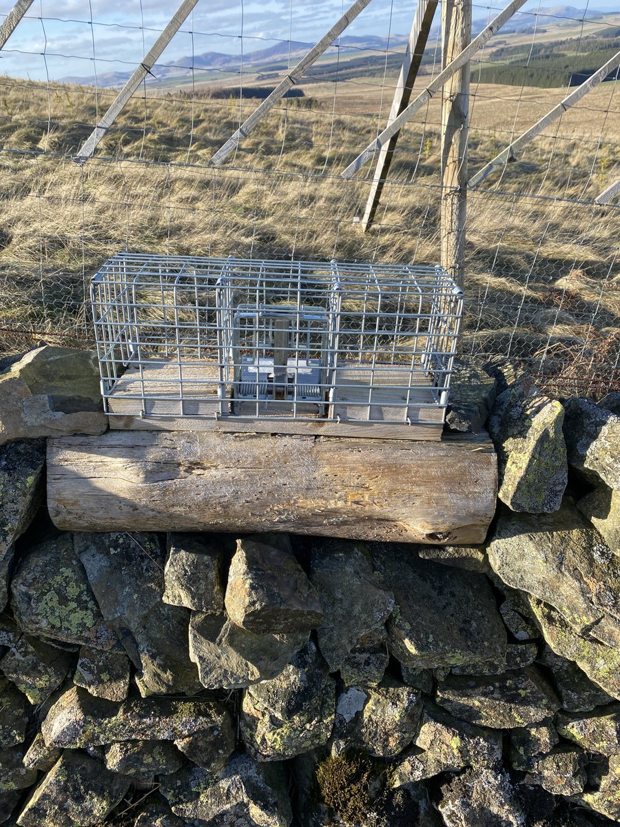 RewildScotland's tweet photo. In Scotland we annually kill hundreds of thousands of mammals and birds so we can shoot grouse. Why? https://t.co/YtOBribY6p