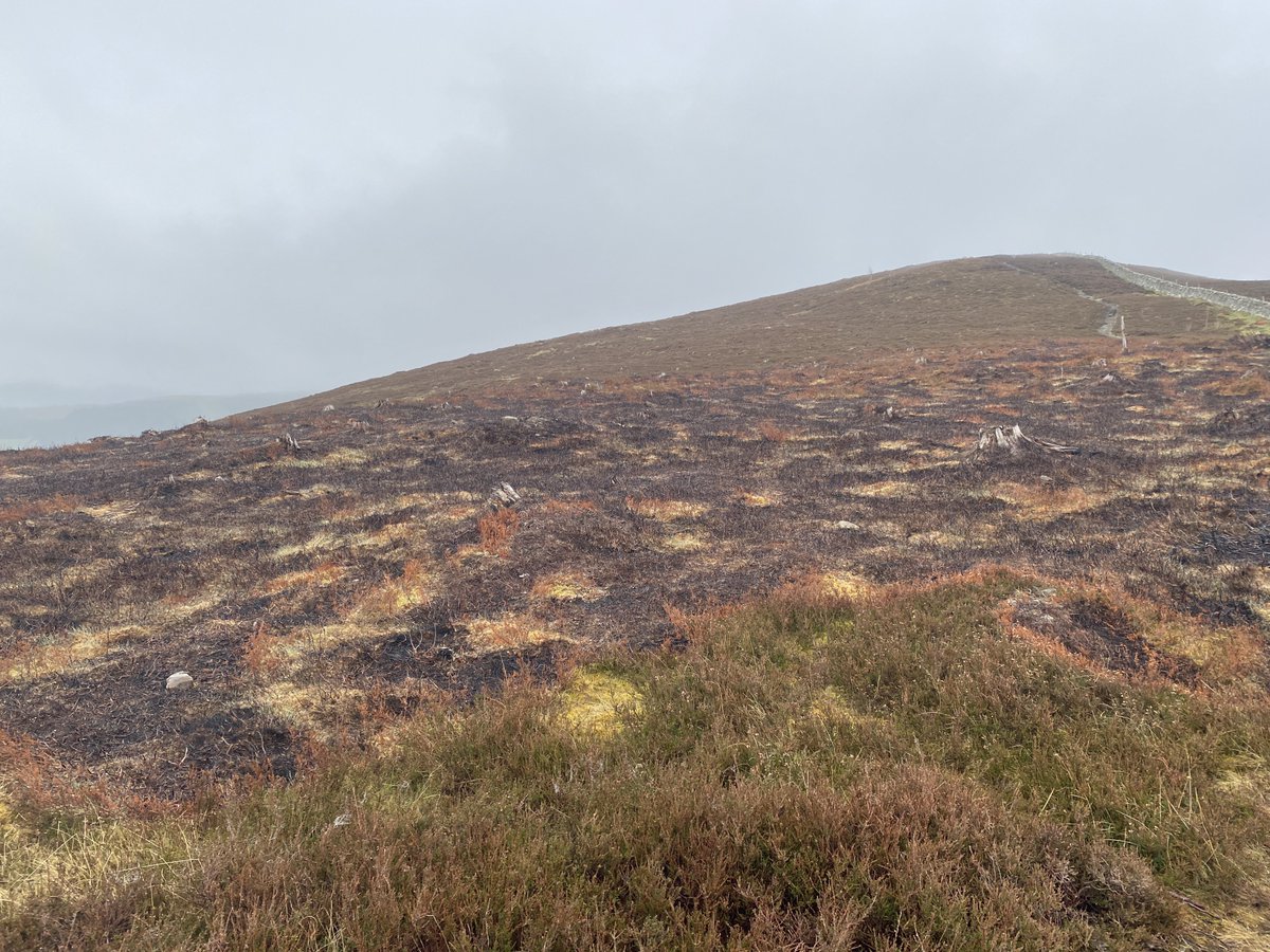 RewildScotland's tweet photo. In Scotland we annually kill hundreds of thousands of mammals and birds so we can shoot grouse. Why? https://t.co/YtOBribY6p