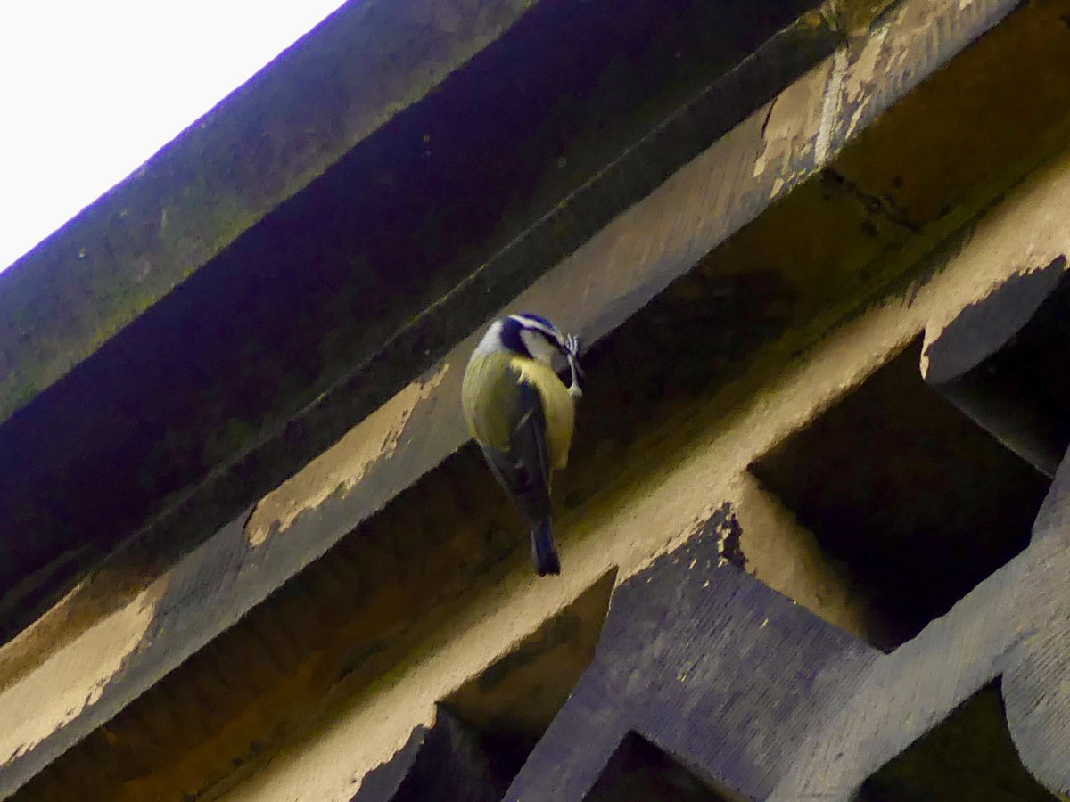 Blue tits on the top of #GawthorpeHall this morning.