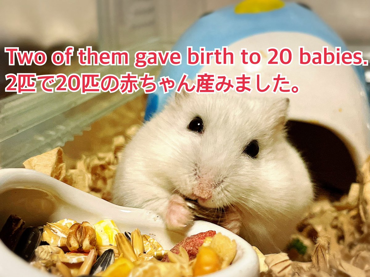 hlUutqn1jmsFbvW's tweet photo. Two of them gave birth to 20 babies. 2匹で20匹の赤ちゃん産みました。#さくらちゃん🌸 #CherryBl... https://t.co/FSJjFpAZ4B @YouTubeより https://t.co/6sCXba3L1O