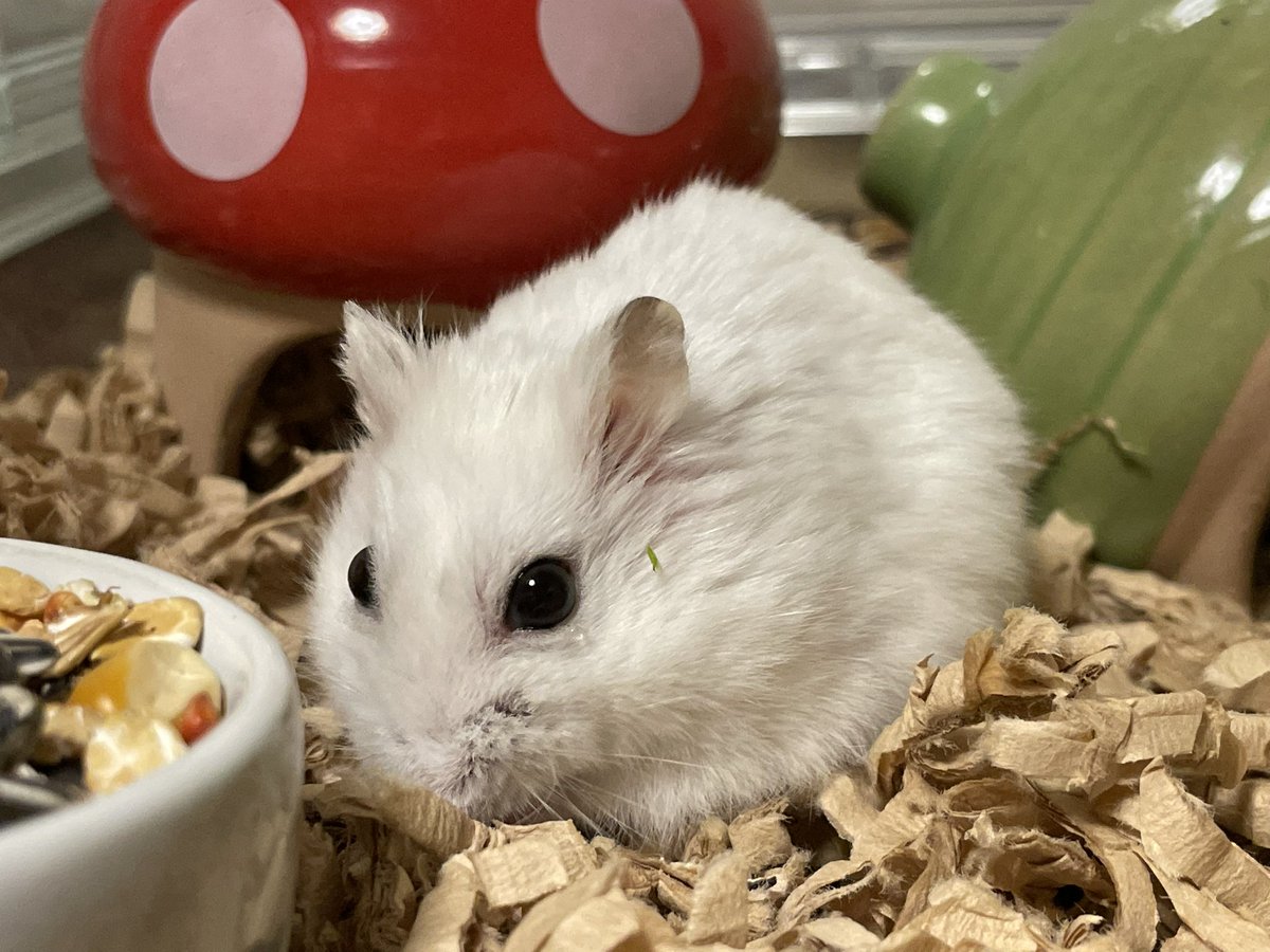 hlUutqn1jmsFbvW's tweet photo. Two of them gave birth to 20 babies. 2匹で20匹の赤ちゃん産みました。#さくらちゃん🌸 #CherryBl... https://t.co/FSJjFpAZ4B @YouTubeより https://t.co/6sCXba3L1O