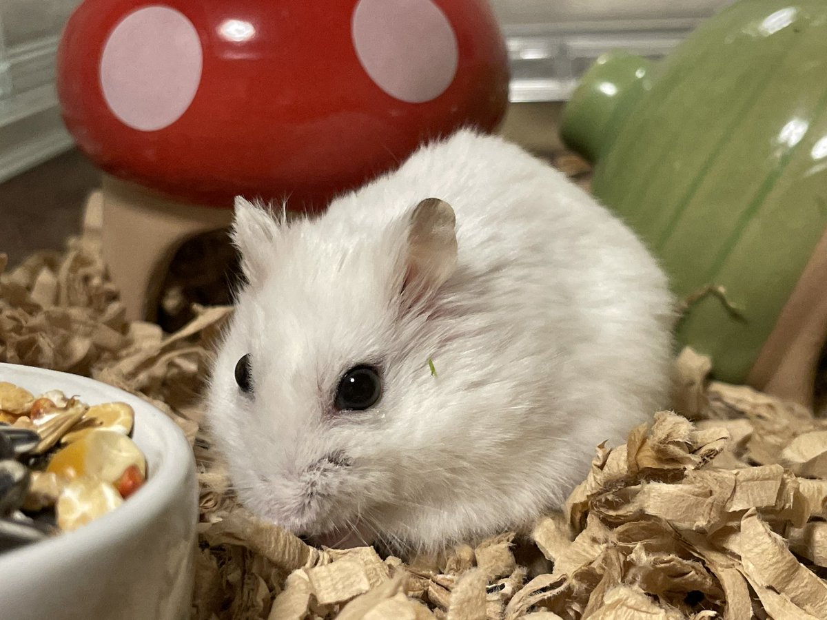 hlUutqn1jmsFbvW's tweet photo. Two of them gave birth to 20 babies. 2匹で20匹の赤ちゃん産みました。#さくらちゃん🌸 #CherryBl... https://t.co/FSJjFpAZ4B @YouTubeより https://t.co/6sCXba3L1O