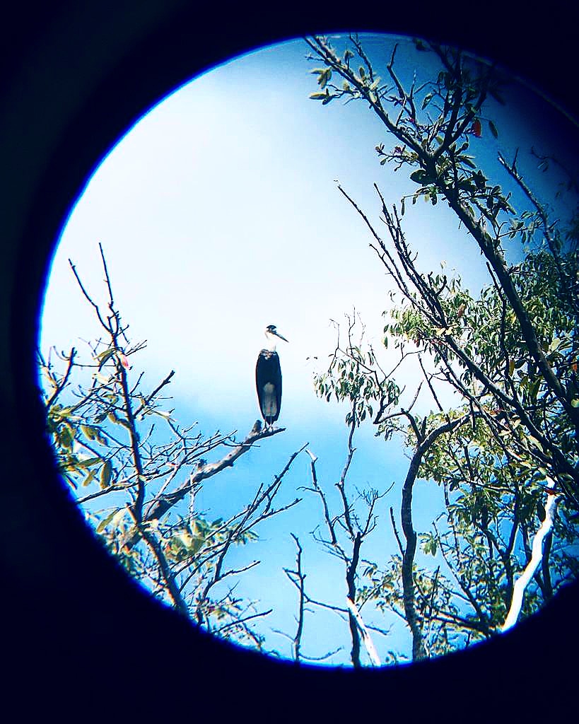 kalundewa's tweet photo. Through the eyes of a binocular - This innovative shot was taken by our dazzling bartender!#kalundewaretreat strives to promote the pursuit of personal growth and encourage our staff to follow their passions. #Passion #birdphotography #personalgrowth #bird https://t.co/R0xe4LsiqY
