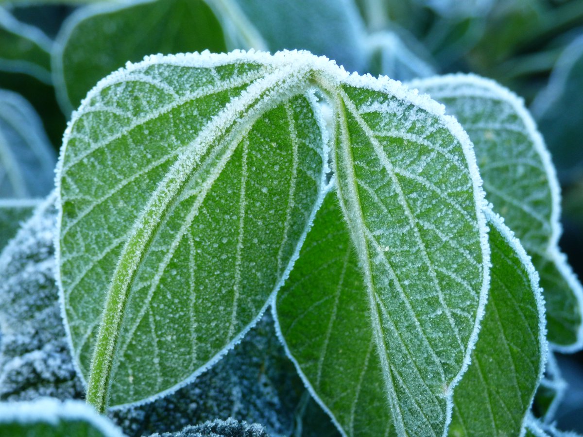 MeteoMat's tweet image. #febrerofriorecord #Heladas
Historica Helada en Febrero
🌡️Berrotaran -1.0°C
🌡️ZR La Dormida -1.5°C
🌡️Paso Cabral -1.2°C
🌡️La Cruz -2.1°C
🌡️ZR Elena -2.8°C
🌡️Tancacha -0.1°C
🌡️Rio de los Sauces 0°C
🌡️Gigena 0.3°C
🌡️Las Gamas 1.0°C
🌡️Hernando 1.0°C
🌡️Almafuerte 1.8°C
🌡️Rio 3° 1.9°C