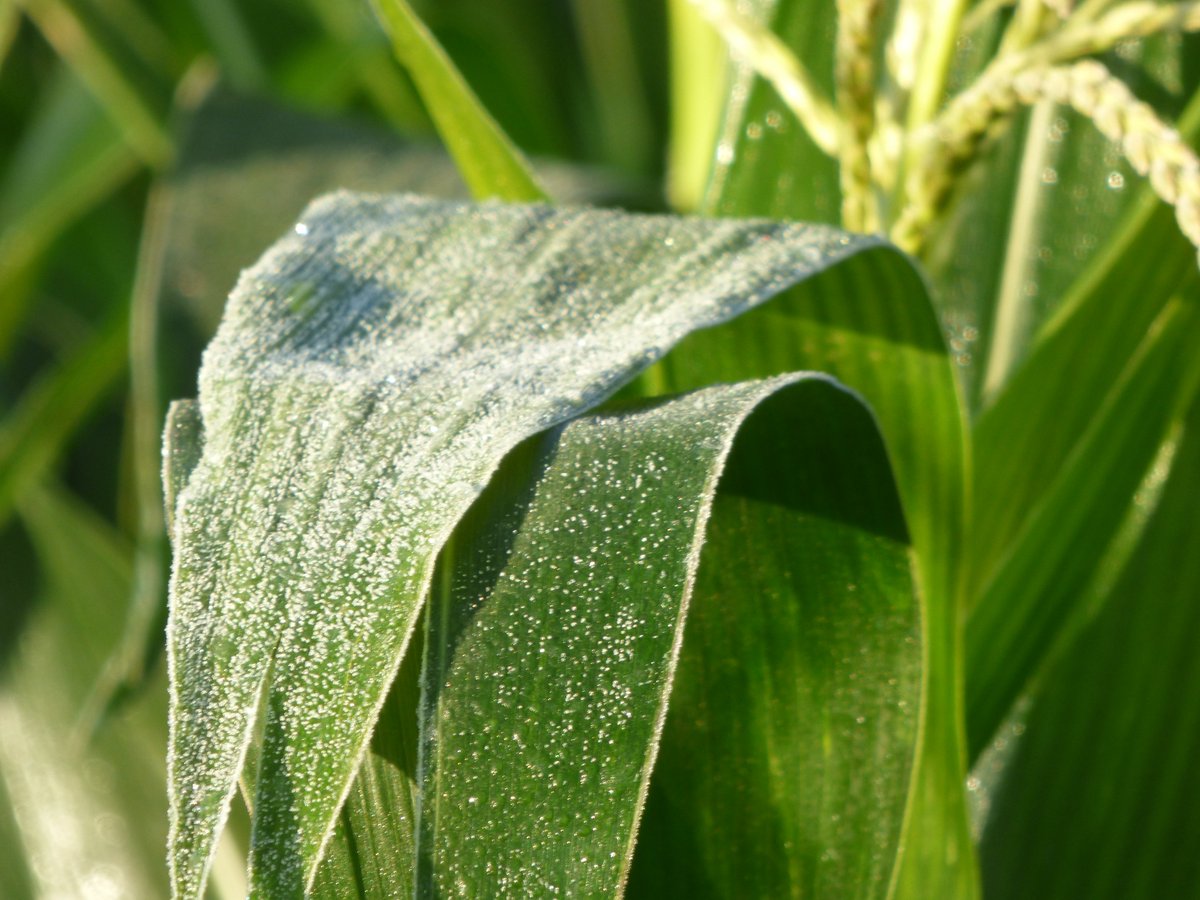 MeteoMat's tweet image. #febrerofriorecord #Heladas
Historica Helada en Febrero
🌡️Berrotaran -1.0°C
🌡️ZR La Dormida -1.5°C
🌡️Paso Cabral -1.2°C
🌡️La Cruz -2.1°C
🌡️ZR Elena -2.8°C
🌡️Tancacha -0.1°C
🌡️Rio de los Sauces 0°C
🌡️Gigena 0.3°C
🌡️Las Gamas 1.0°C
🌡️Hernando 1.0°C
🌡️Almafuerte 1.8°C
🌡️Rio 3° 1.9°C