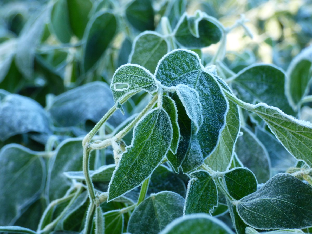 MeteoMat's tweet image. #febrerofriorecord #Heladas
Historica Helada en Febrero
🌡️Berrotaran -1.0°C
🌡️ZR La Dormida -1.5°C
🌡️Paso Cabral -1.2°C
🌡️La Cruz -2.1°C
🌡️ZR Elena -2.8°C
🌡️Tancacha -0.1°C
🌡️Rio de los Sauces 0°C
🌡️Gigena 0.3°C
🌡️Las Gamas 1.0°C
🌡️Hernando 1.0°C
🌡️Almafuerte 1.8°C
🌡️Rio 3° 1.9°C