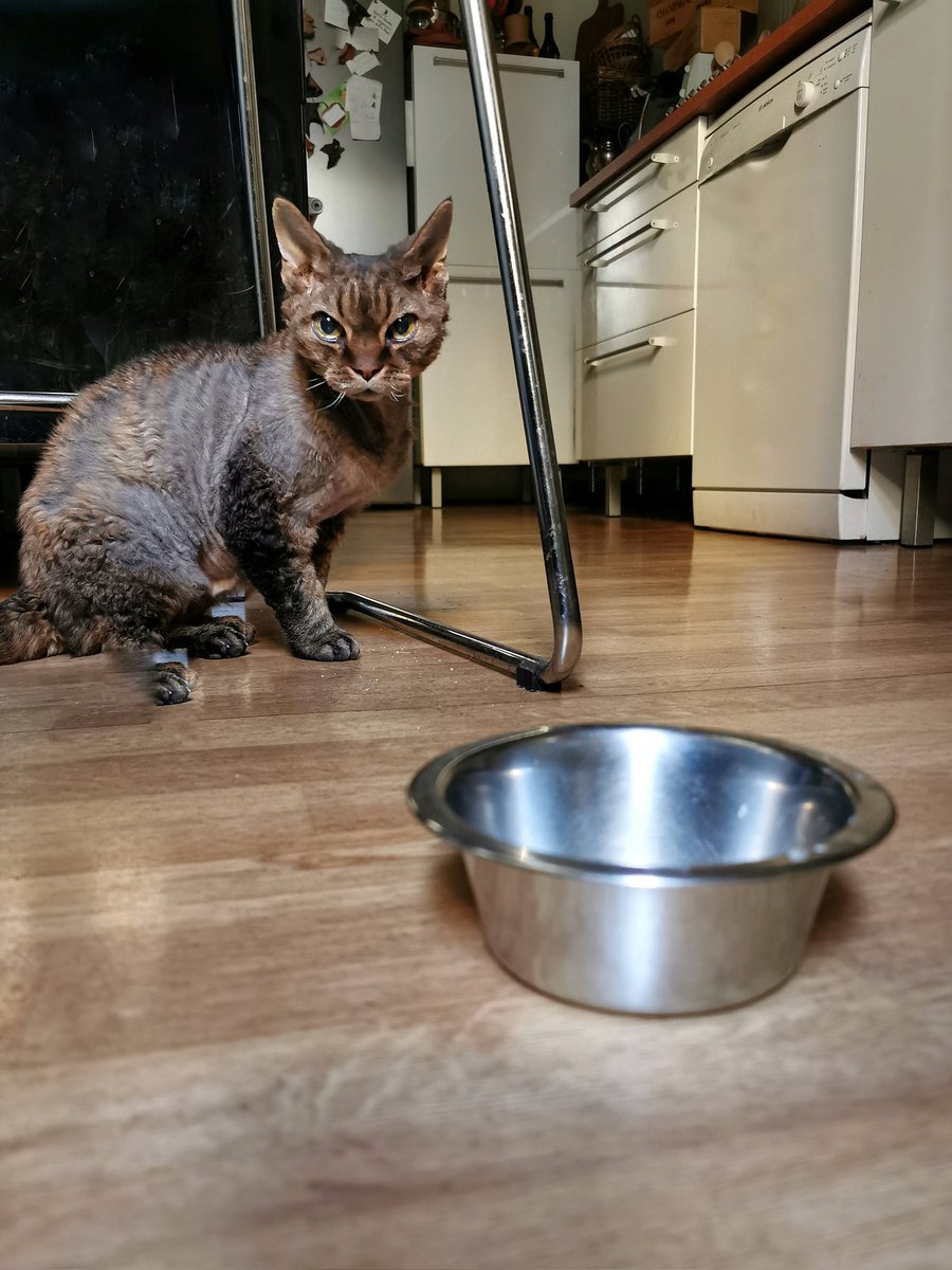 E per la #festadelgatto?
Gnente, la solita misera ciotola di sbobba che si svuota in un attimo e poi resto li, nella desolazione 😾