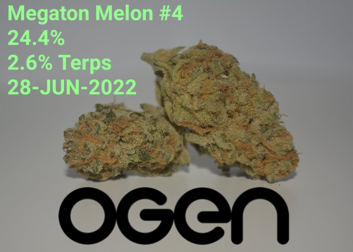 Beautiful nugs but wish the melon taste was more present, other then that great drop by OGen

#ogenauts #cannabiscommunity #albertagrown #handtrimmed #craftcannabis #topshelf #calgarycultivators 
#Weed #420community #CannabisCommunity #cannabisindustry #cannabisculture