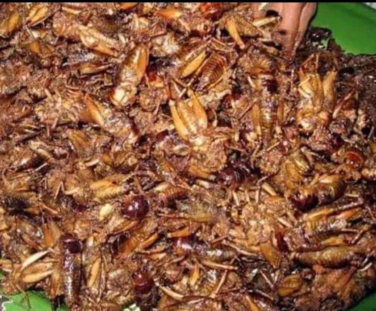 farmeronfire1's tweet photo. Insect Farming is the future

With high cost of living/production 
And #ClimateCrisis, this will become the main source of #protein

So get over your anxiety, start researching ahead of the curve and invest

#worms #Cricket #BSFLarvae #insect #Food #AntManAndTheWaspQuantumania https://t.co/HSuVZHBLWz