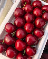 GheliyaX's tweet photo. Cherry is a hangover kissed by red lips. It is a big one. It is sweet to the heart when eaten in the mouth.🥰🥰 https://t.co/ZInJkQLAyE