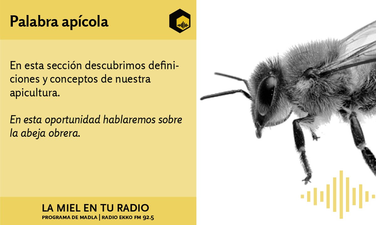 LaMielEnTuRadio's tweet photo. En la #PalabraApícola conversamos sobre la #AbejaObrera.
Diferido
https://t.co/Xi6uzLEaRC
https://t.co/O5gqjvpECX
@REDLACaf @INTAInforma @EspacioApicola https://t.co/Ib7XN00Rwn