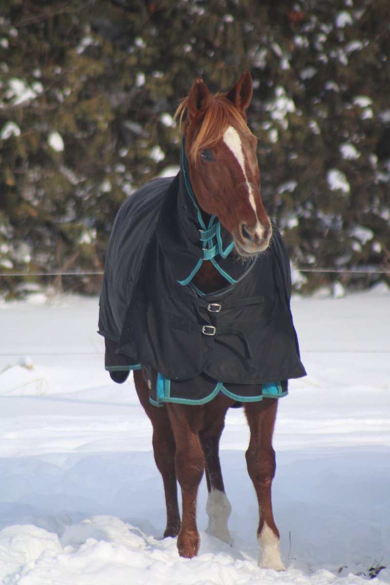 New Start Standardbred Adoption tweet media