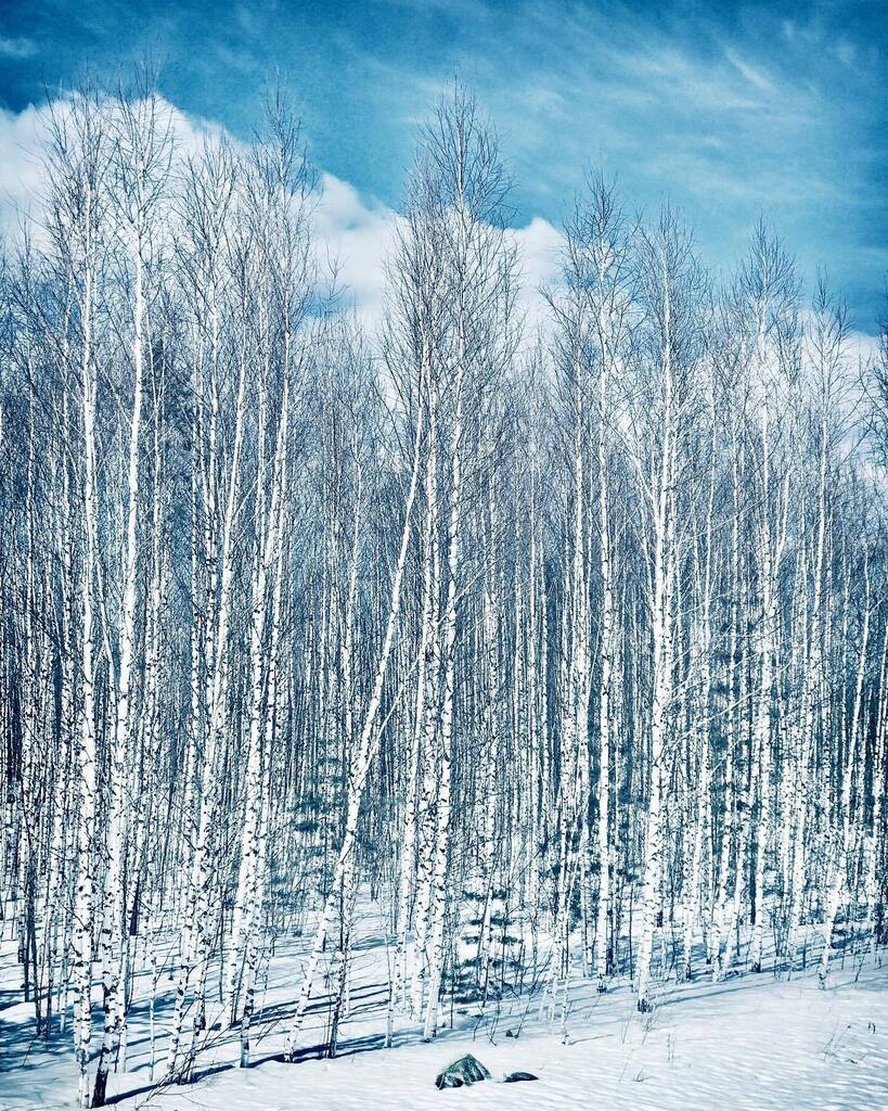 #winter #winterwonderland #forest #travel #travelphotography #travelphotographer #travelphotos #travelphoto #amateur #amaturephotography #amateurphotographer #nature #naturephotography #naturelovers #naturephotographer #naturephotos #natureshots #natures… instagr.am/p/CozVDn6sPiQ/