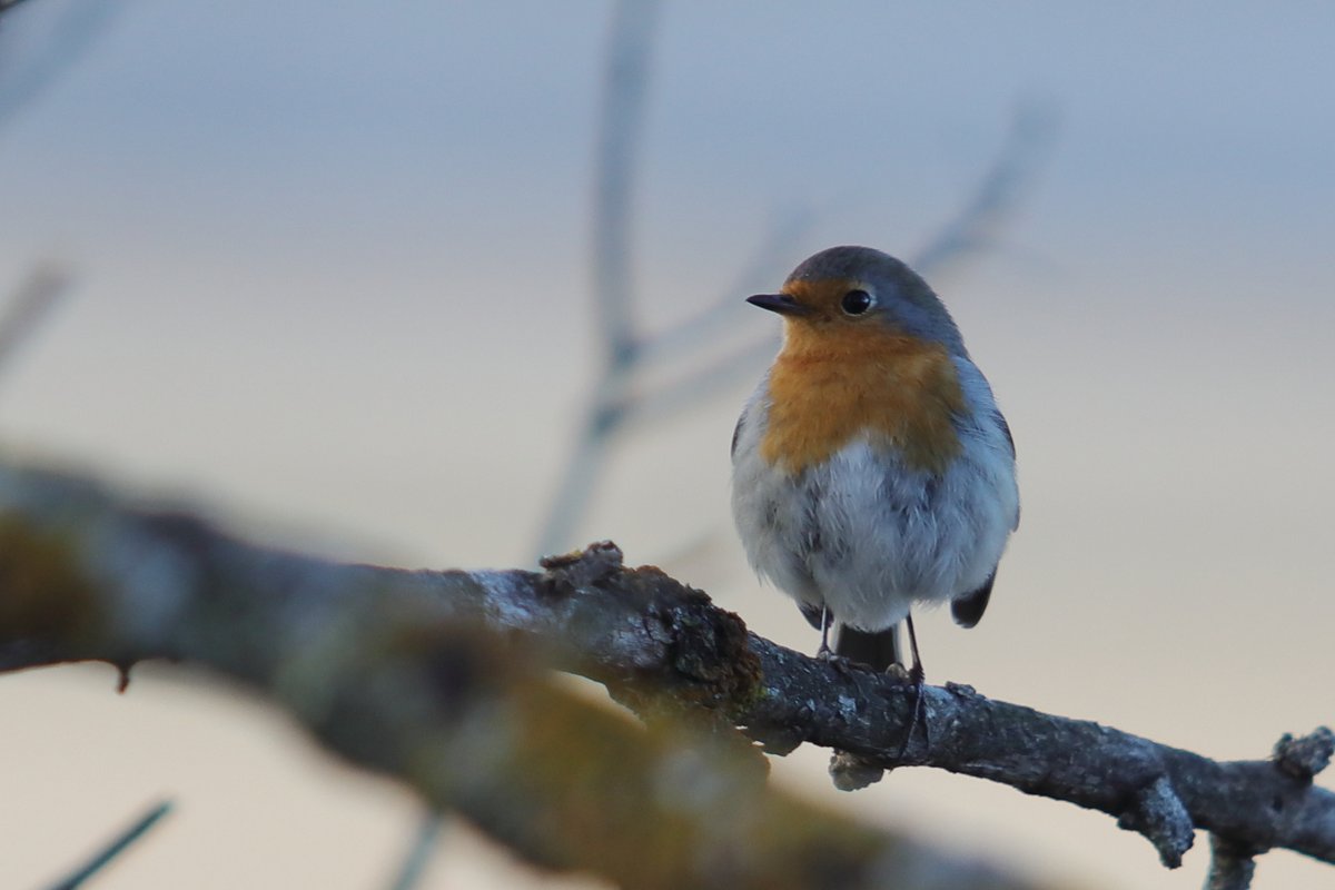 naturalisimoWeb's tweet photo. Lo común no deja de ser hermoso II. El más valiente de los pequeños, Petirrojo #Erithacus rubecula #ManzanaresElReal #aves https://t.co/2gYM7w5ZOq