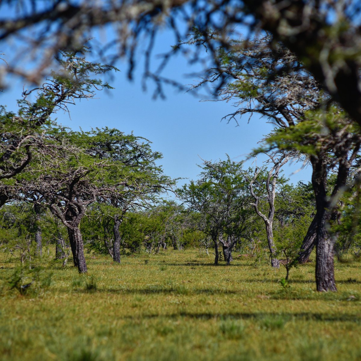 12,500+ and counting: biodiversity of the Brazilian Pampa! The Brazilian Pampa holds, in just over 2% of Brazil’s area, about 9% of its total biodiversity. Vascular plants amount to 3,642 species!
<a href="/newbiogeo/">Frontiers of Biogeography</a> <a href="/ufrgsnoticias/">UFRGS</a>  escholarship.org/uc/item/7tp2k8…