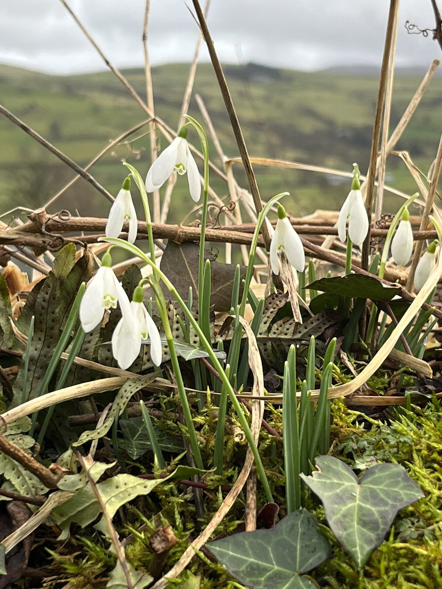 Can’t beat a snowdrop #spring #Bala