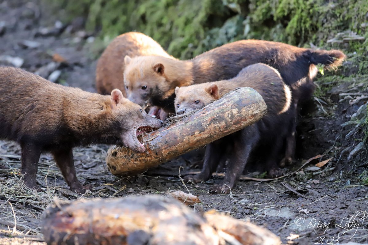 brglilly's tweet photo. Bush dogs picking up a big log in their teeth @exmoorzoo #BushDogs https://t.co/lICDB0gUlE