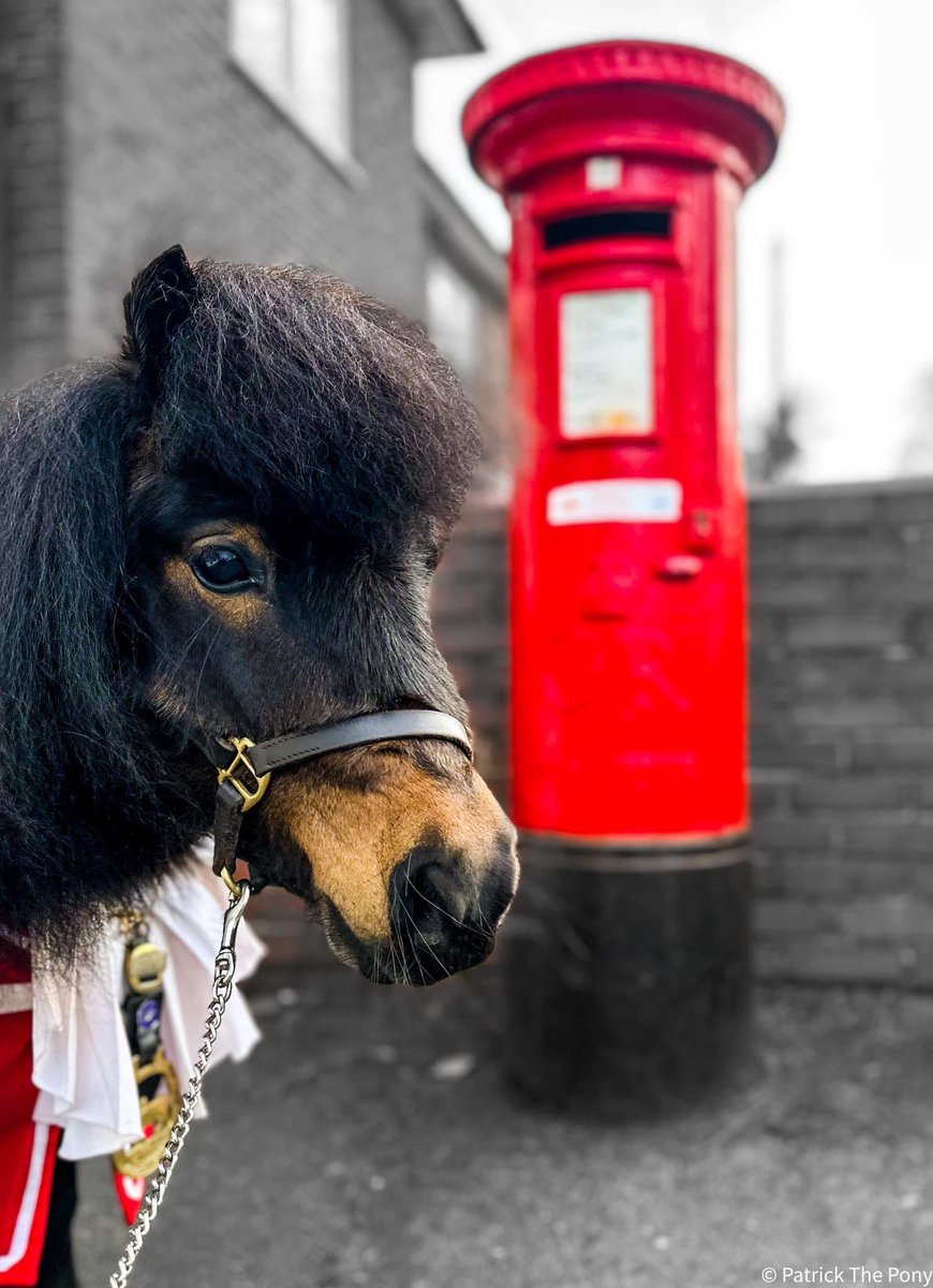 Good morning beautiful people all over the world 🌍 I am sending you all my love 😍 🐴 💕 📮 #PatrickThePony