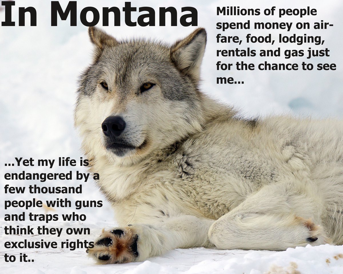 Wolves of the Rockies (@wolvesofrockies) on Twitter photo 