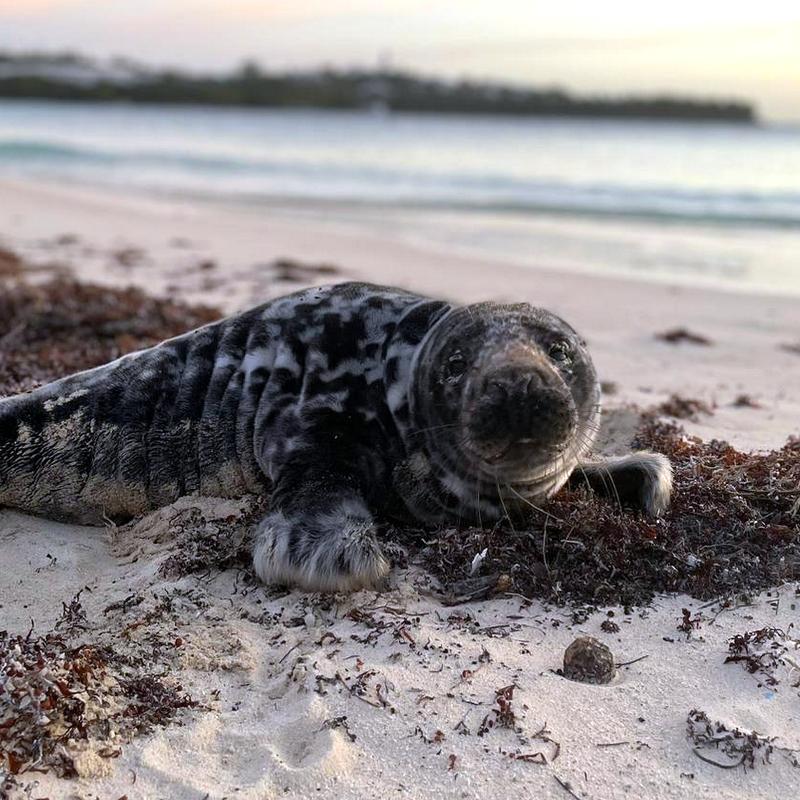 BZS: "A seal in #Bermuda is in distress as there are no good fish for them in Bermuda waters and they have made a large ocean crossing and are likely exhausted emaciated and dehydrated". So if you see the seal, please call 293-2727 | Read full: Bernews.com/l72w
