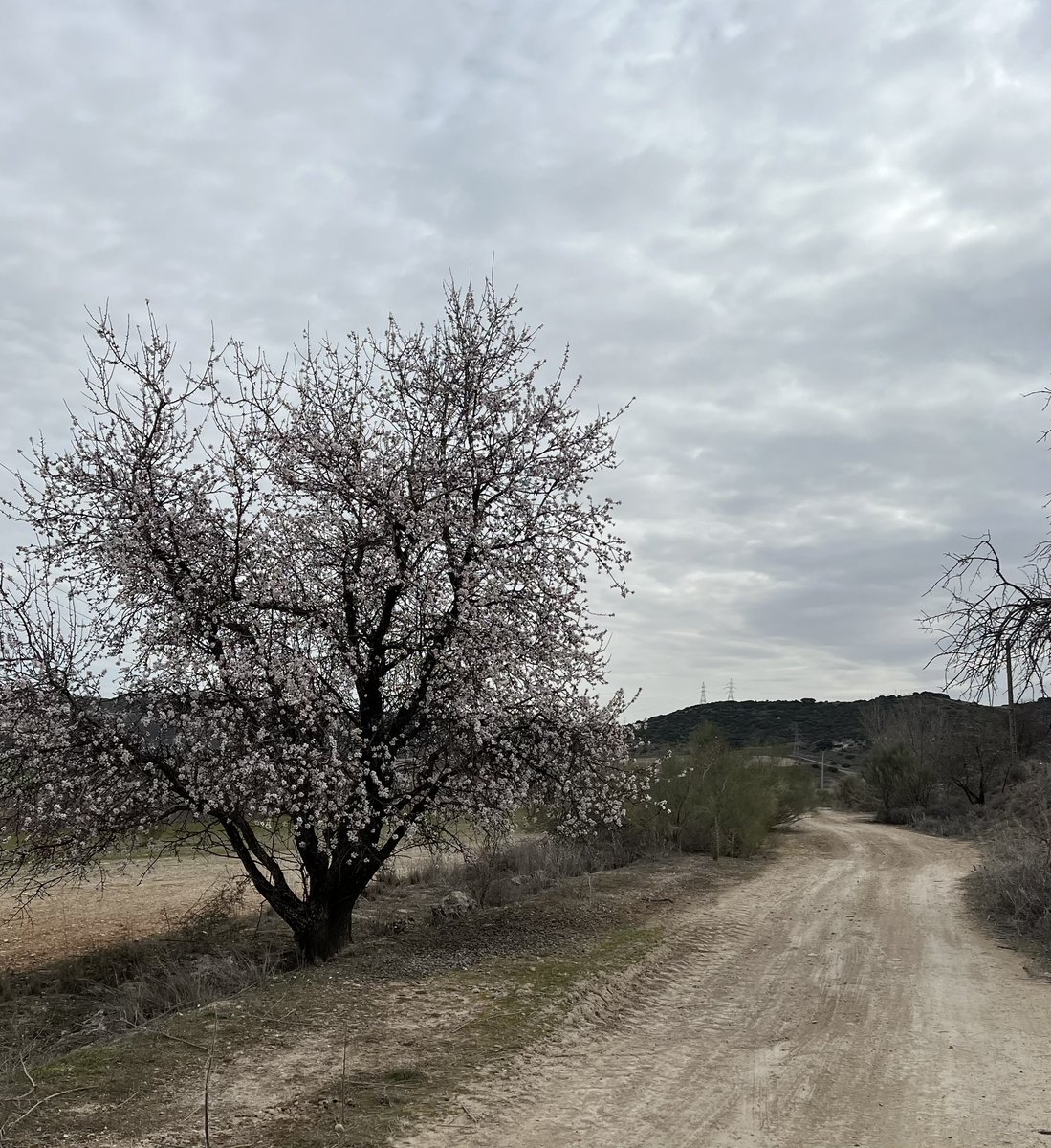 jopra_'s tweet photo. Extraordinario descubrir ya los almendros en flor en #madrid #guadalajara #loeches #torres #alcalá #nuevobaztán
Aunque tiene su riesgo #teadelantascomoelalmendro
Que se lo pregunten a @irenenonay
#paseo #bici #mataos #campo https://t.co/SjWMNPEFwc