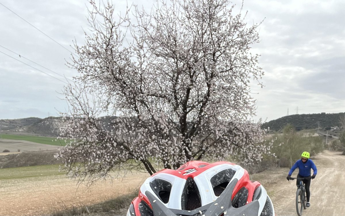 jopra_'s tweet photo. Extraordinario descubrir ya los almendros en flor en #madrid #guadalajara #loeches #torres #alcalá #nuevobaztán
Aunque tiene su riesgo #teadelantascomoelalmendro
Que se lo pregunten a @irenenonay
#paseo #bici #mataos #campo https://t.co/SjWMNPEFwc