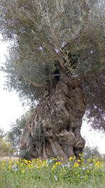 taberola's tweet photo. Olivos centenario en Orgiva,Granada
#senderismo con #codegra https://t.co/LbS5VXN2HS