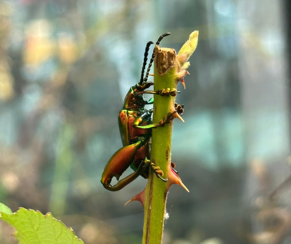 Butterfly Gardens tweet media
