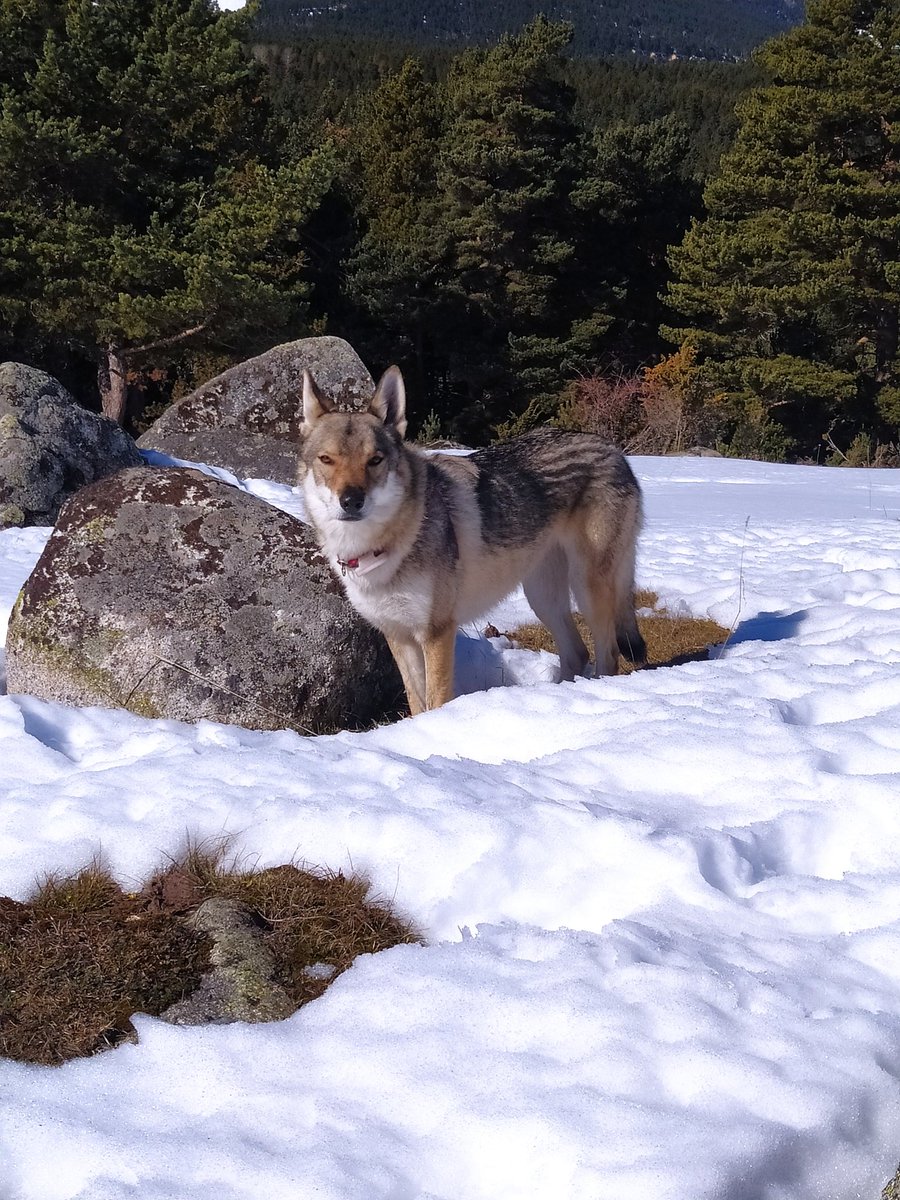 tychobrahe88's tweet photo. El perro lobo checoslovaco fue desarrollado por el ejército de ese país para labores de vigilancia. Es fiero, arisco y malhumorado, pero obedece ciegamente las órdenes de su amo, a parte el de la foto va localizado por #GLONASS.

#madeinUSSR #puigvalador https://t.co/yjOdApqD4K