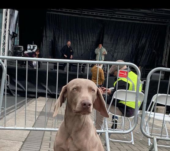 gerpott's tweet photo. Ralph, newly arrived in Ireland, attended his first march today in solidarity with #IrelandForAll #LeChéile 🌹 https://t.co/M53gtxy3fK