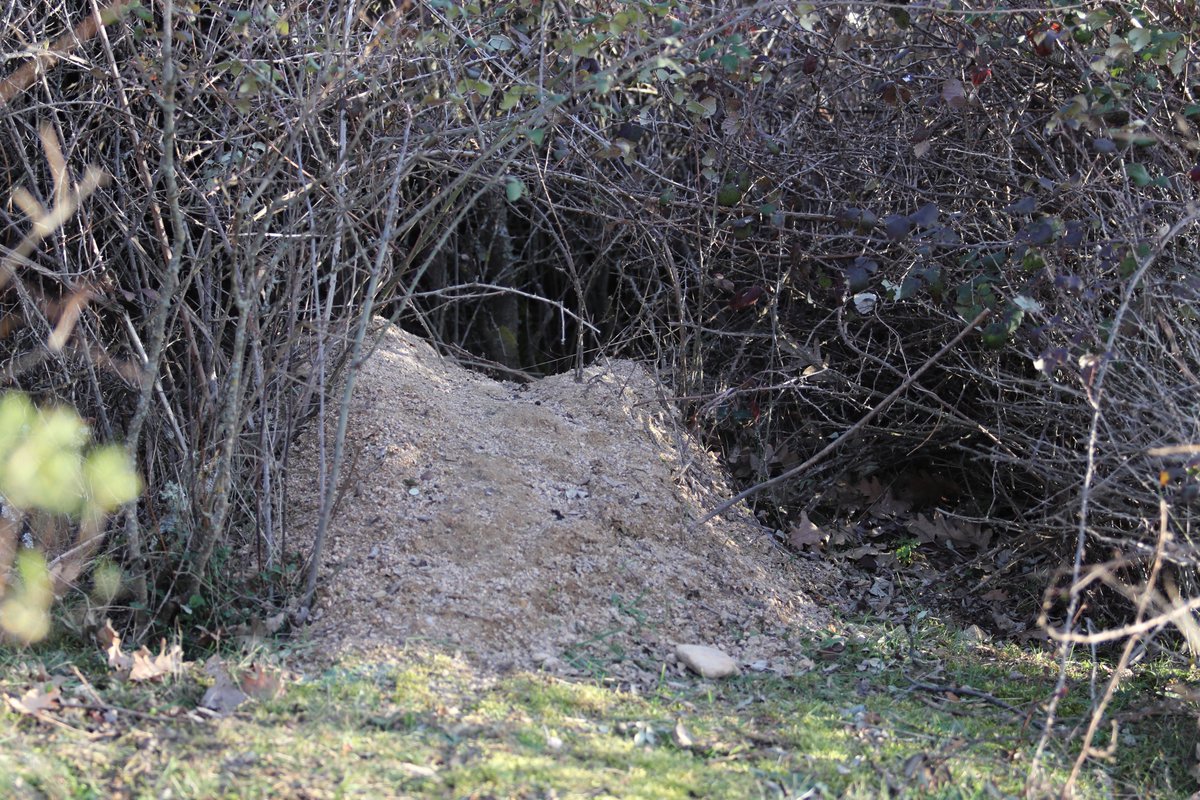 naturalisimoWeb's tweet image. Un rastro muy característico de #tejón. Saca la tierra del galería y se acumula en la entrada. No diré que por aquí hay más tejones que garduñas, pero haberlos haylos #ManzanaresElReal #tejonera #mamíferos