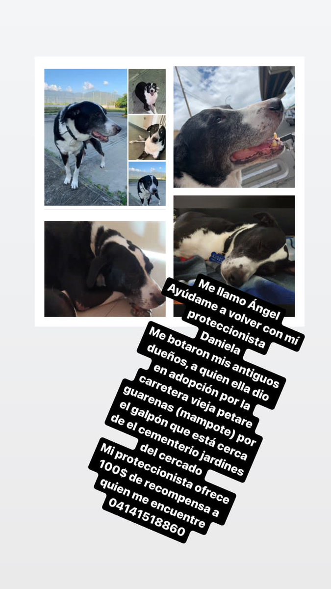 Se busca a Ángel, si lo ven favor avisar.