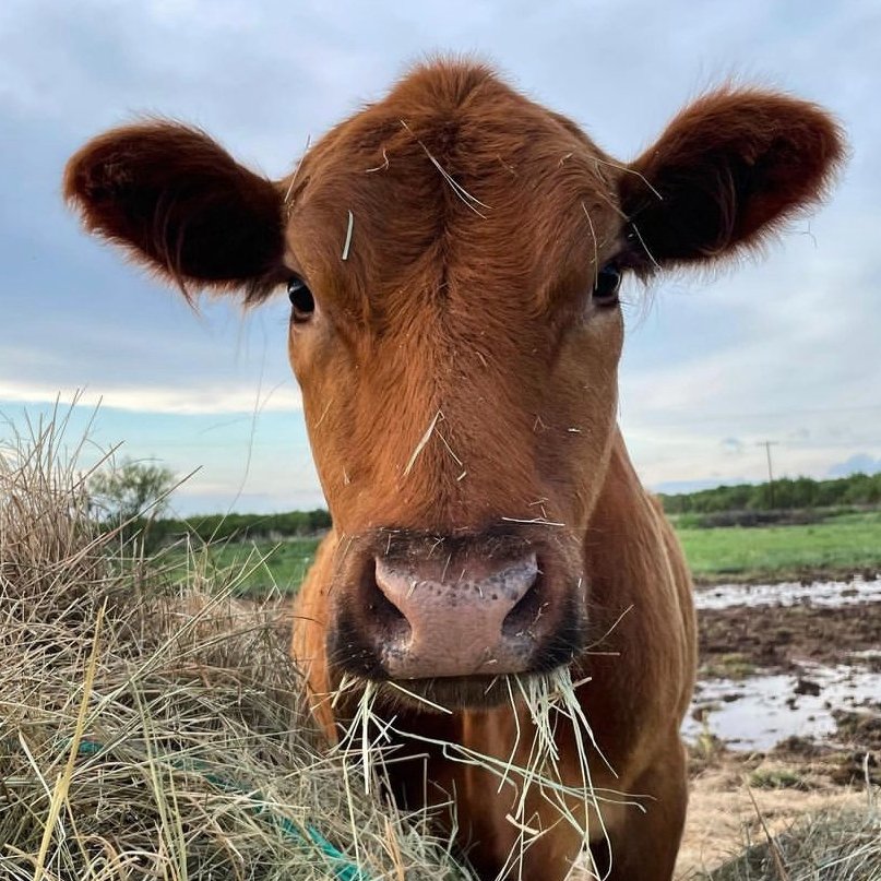 CowoftheDay1's tweet photo. 📅 23rd February 2023
🐮 Precious
🏷️ Instagram/hursthomefix
💕 #animaloftheday https://t.co/bXNdgYDs3C