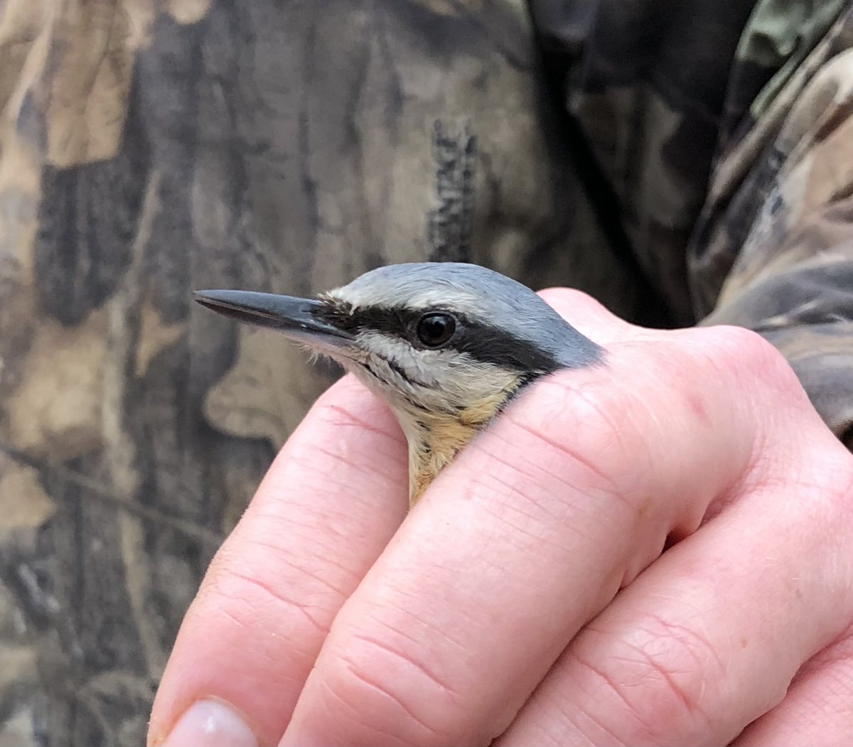 Birdlife
Treecreeper
Nuthatch
