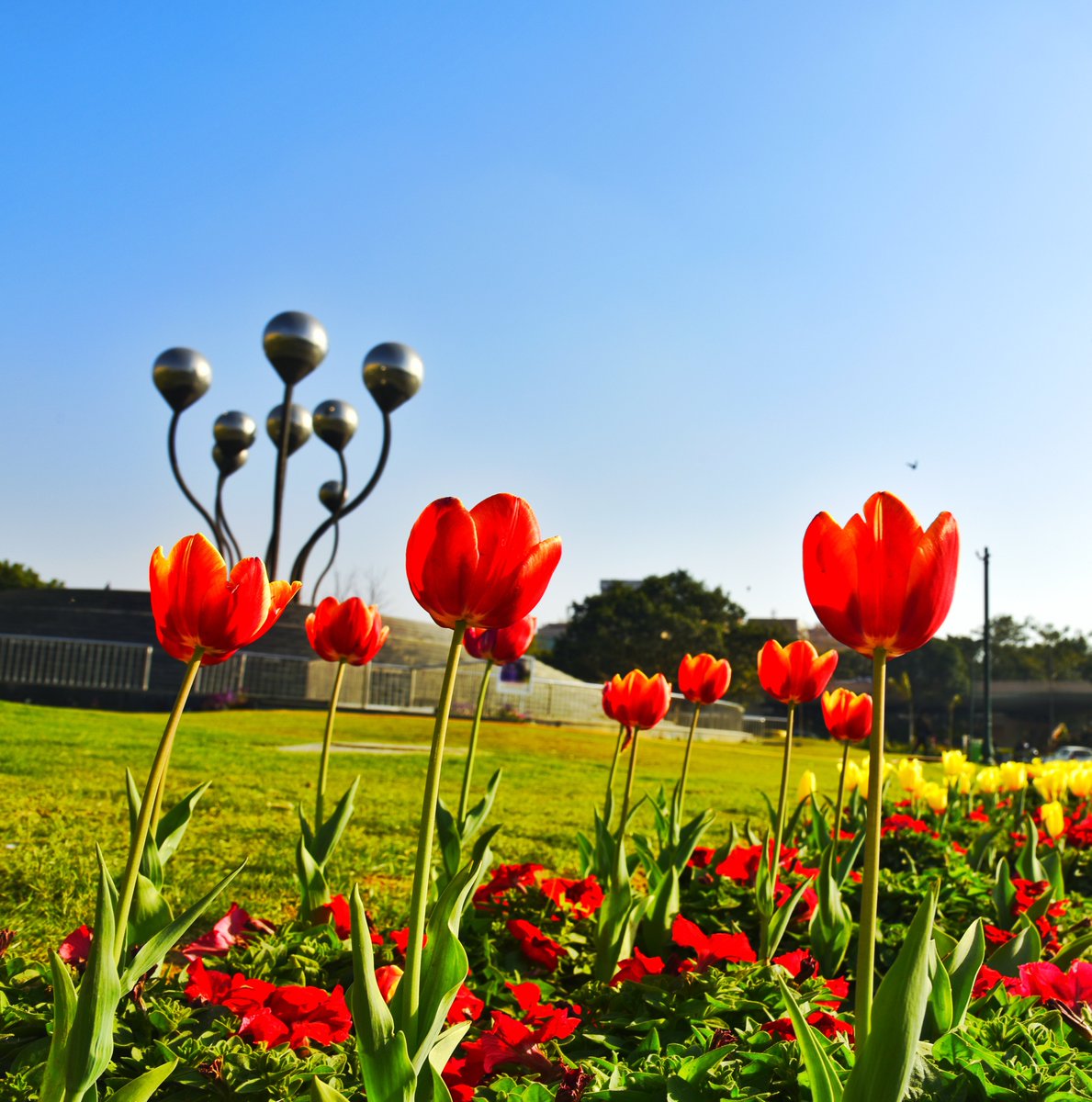 #NDMCTulipFestival